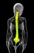 3d render medical illustration of the human spine