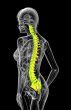 3d render medical illustration of the human spine