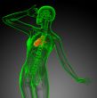 3d render medical illustration of the heart 