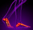 3d render medical illustration of the feet bone