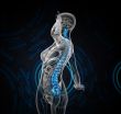3d render medical illustration of the human spine 