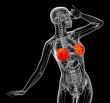human breast 