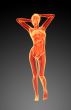 3d render illustration of the female anatomy 