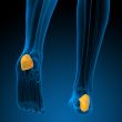 3d render illustration of the human calcaneus bone