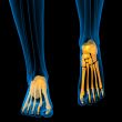 3d render medical illustration of the foot bone