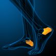3d render illustration of the human calcaneus bone