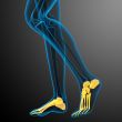 3d render medical illustration of the foot bone