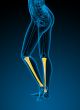 3d render medical illustration of the tibia bone