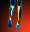 3d render medical illustration of the tibia bone