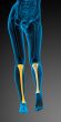 3d render medical illustration of the tibia bone