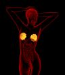3d render medical illustration of the human breast
