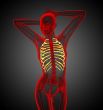 3d render medical illustration of the ribcage