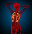 3d render medical illustration of the ribcage