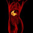3d render medical illustration of the stomach