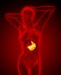 3d render medical illustration of the stomach