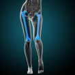 3d render medical illustration of the femur bone