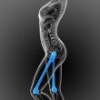 3d render medical illustration of the femur bone