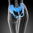 3d render medical illustration of the hip bone