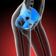 3d render medical illustration of the hip bone