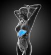 3d render medical illustration of the liver 