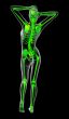 3d render medical illustration of the skeleton