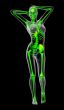 3d render medical illustration of the skeleton