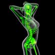 3d render medical illustration of the skeleton
