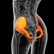 3d render medical illustration of the pelvis bone 