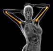 3d render medical illustration of the humerus bone
