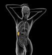 3d render medical illustration of the spleen 