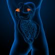 adrenal