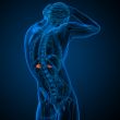 adrenal