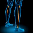 3d render medical illustration of the tibia 