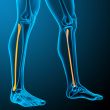 3d render medical illustration of the tibia 