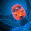 3d render medical illustration of the human skull 