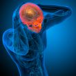 3d render medical illustration of the human skull 