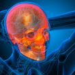 3d render medical illustration of the human skull 