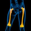 3d render medical illustration of the femur bone