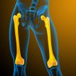 3d render medical illustration of the femur bone