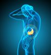 3d render medical illustration of the stomach