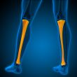 3d render medical illustration of the tibia 