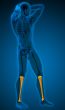 3d render medical illustration of the tibia 