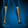 3d render medical illustration of the tibia 
