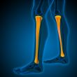 3d render medical illustration of the tibia 