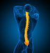 3d render medical illustration of the human spine 