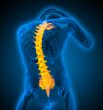 3d render medical illustration of the human spine 