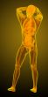  human anatomy
