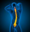 3d render medical illustration of the human spine 