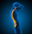 3d render medical illustration of the human spine 