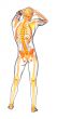 human skeleton